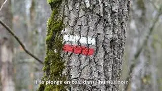 Tree Worship - Le Culte de l'Arbre (FR sous-titres)
