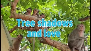 Peaceful moment of the monkey family under the shade of the tree