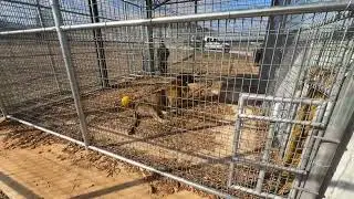 New Lions, Juancito & Zephora Released into Habitat for the Fisrt Time