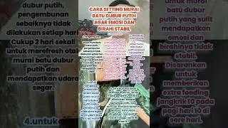 Cara setting murai batu dubur putih #kicaumania #muraibatu #birds #muraibatugacor