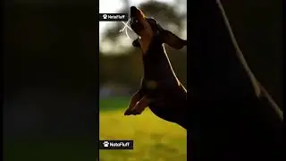 Крепкая дружба #дружба #забавныеживотные #funny #флаф#dogvideos #aishort #кормдлясобак