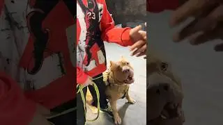 Was this an unprovoked dog attack or was the dog justified for attacking? #shorts #dog #viral ￼