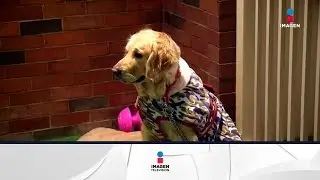 Programa para recuperaci&oacute;n de mascotas | Noticias con Yuriria Sierra
