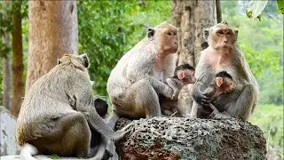 They are sit and waiting her king Skippy come back home but still not see him