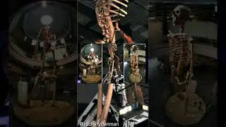 In 1964 remains of large bones from Giants were found in the Edcudorian jungle #giants #giant