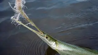 Catching Dinosaur Fish Without Hooks!