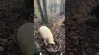 Вам это нравится?
