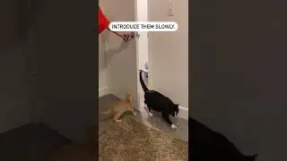 How to Introduce a New Kitten to Your Cat | Diamond Pet Foods