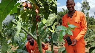 TREE TOMATO FARMING IN KENYA:He has mastered the art of farming more than three types of fruits.
