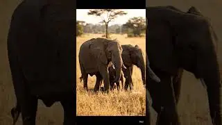 Elephant Family in the Wild | யானை குடும்பம் | Wildlife Documentary