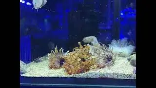 Feather Duster Tube Worm | Peaceful Filter Feeder for Reef Aquariums 🌈  (Sabellastarte spp.)