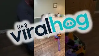 Husband Does Not Approve of Dog's Colorful Coat || ViralHog