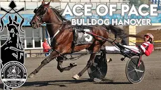 2022 Breeders Crown - Ace Of Pace - Bulldog Hanover