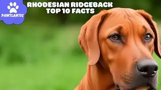 Rhodesian Ridgeback - Top 10 Facts | Dog Facts