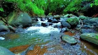 Forest Night Ambience with Gentle River Flow for Deep Sleep, Healing Rest, and Calm Mind