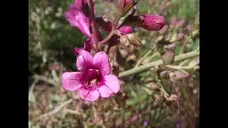 Garden Answer: Penstemon Parryi