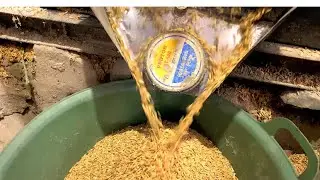 traditional rice milling in the countryside l penggilingan padi di desa #village 