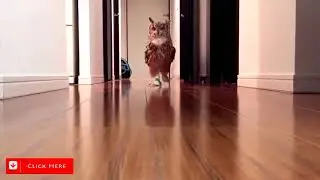 UNUSUAL MEMES COMPILATION V68