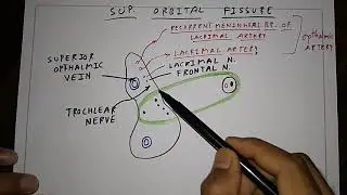 Skull Foramen- 5, Middle Cranial Fossa Foramen | TCML and ENMEDER