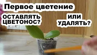 первое цветение подростка  #орхидеи Удалять или оставлять цветонос?