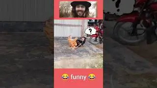Dog's highest laugh video 😂💯 #funny #funnyprank #comedy #prank #fun #shorts #viral