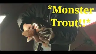 *BIG* Montana Rainbow Trout!