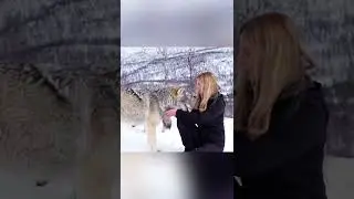 Huge Wolf Falls in Love With Girl