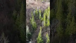 $60,000 for 80 Acres!! Newberry, MI #michigan #realestate #land #drone #hunting #fishing #nature