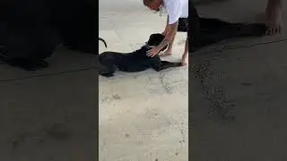Working on sit ,paw and down cane corso