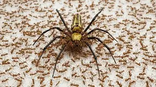 1,000 ants fight vs. Yellow Widow.
