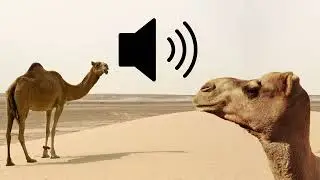 Camel Grunts sound effects sfx (HD)