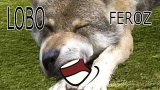 3 CUENTOS INFANTILES DEL LOBO FEROZ: Los tres cerditos, Caperucita Roja y Los Siete Cabritillos