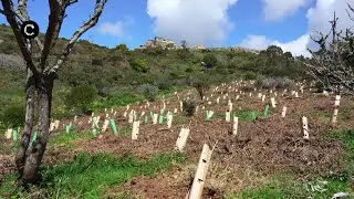 Planta&ccedil;&atilde;o de 50 mil &aacute;rvores compensa pegada ecol&oacute;gica da JMJ 2023