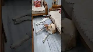 My Dog protects my mom's purse from thieves😂#labrador video#comedy #shorts#ytshorts #viral #trending