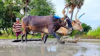 Black and White Bullock Ploughing Video | Bullock Ride
