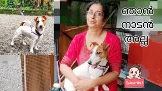 Miniature dog | Jack Russell terrier | ഞാൻ നാടൻ അല്ല 🐶 | #petsvlog