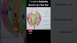 👅Structure of a Taste Bud #anatomyshorts #medicalshorts  #tastebud