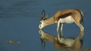 Incredible Antelope Facts! | Antelopes in the Zoo | bongo animal | oribi antelope