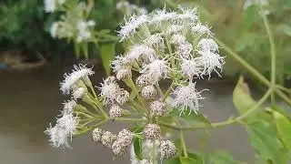 Jack in the bush or chromolaena odorata plant and its flower..