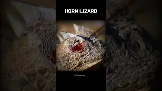 Animals, but their abilities get scarier 💀🤯 #Shorts #Animals #Nature #Earth