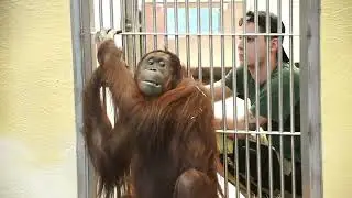 Orangutan Fun Time: Water Games, Tricks & Bajru&rsquo;s Chaos!#orangutans#funnyvideo#funnyanimals
