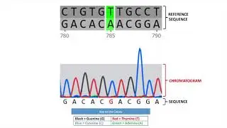 Genome Compiler Overview Student Version