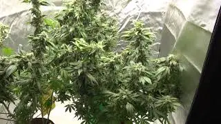 FOOP vs Nectar Week 8/9 Flower 💐