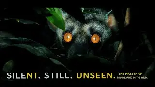 The Cuscus: The Ghost That Lives in the Trees | Nature&rsquo;s Most Mysterious Marsupial #cuscus #wildlife