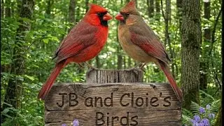 LIVE - Back Yard Oasis: North Georgia 🐦 Bird and Wildlife Watch | 50 Species Identified
