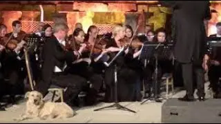 Smile Break: Good Dog Crashes Vienna Chamber Orchestra Performance - Turkey, 2017 - Classic Dogness