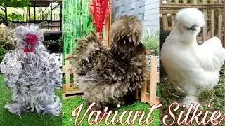 Variant Silkie