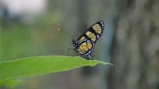 Oh, n&atilde;o busques, ansioso - Hino 323 CCB