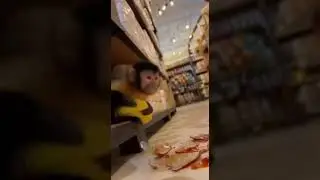 A monkey steals banana from a shop and the worker chases it! #monkey #fyp #viral #ishowspeed #banana