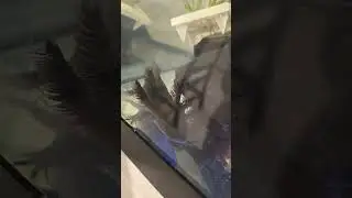 Axolotl gang